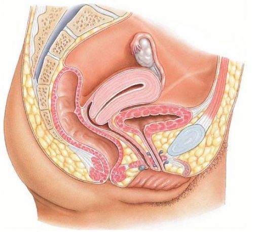 Схема на женска репродуктивна система